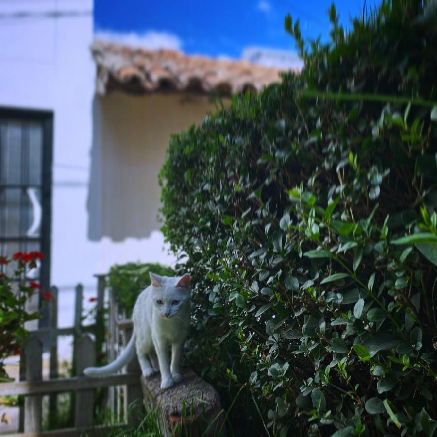 Cool Cat House Hotel Cusco Luaran gambar